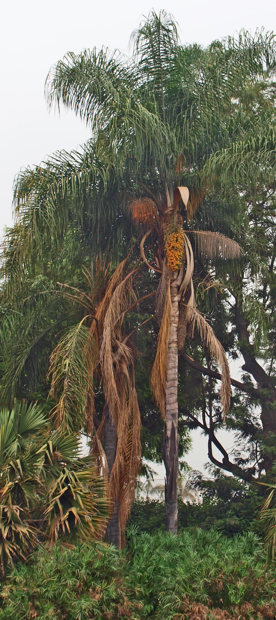   Syagrus romanzoffiana  habit 