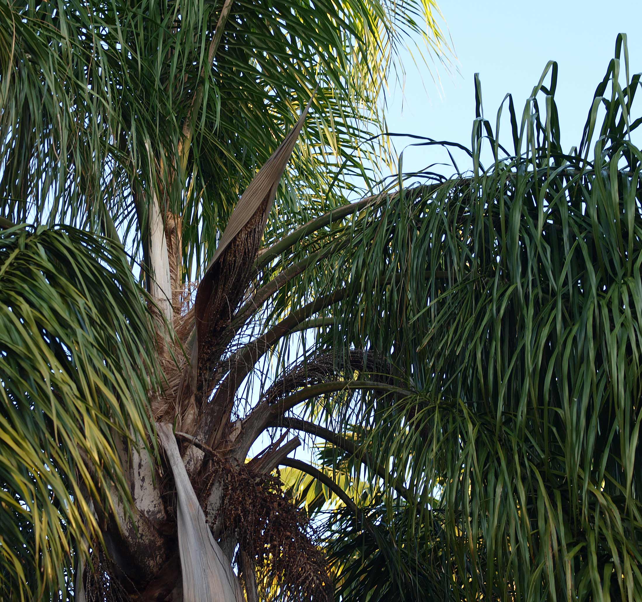   Syagrus romanzoffiana  canopy 