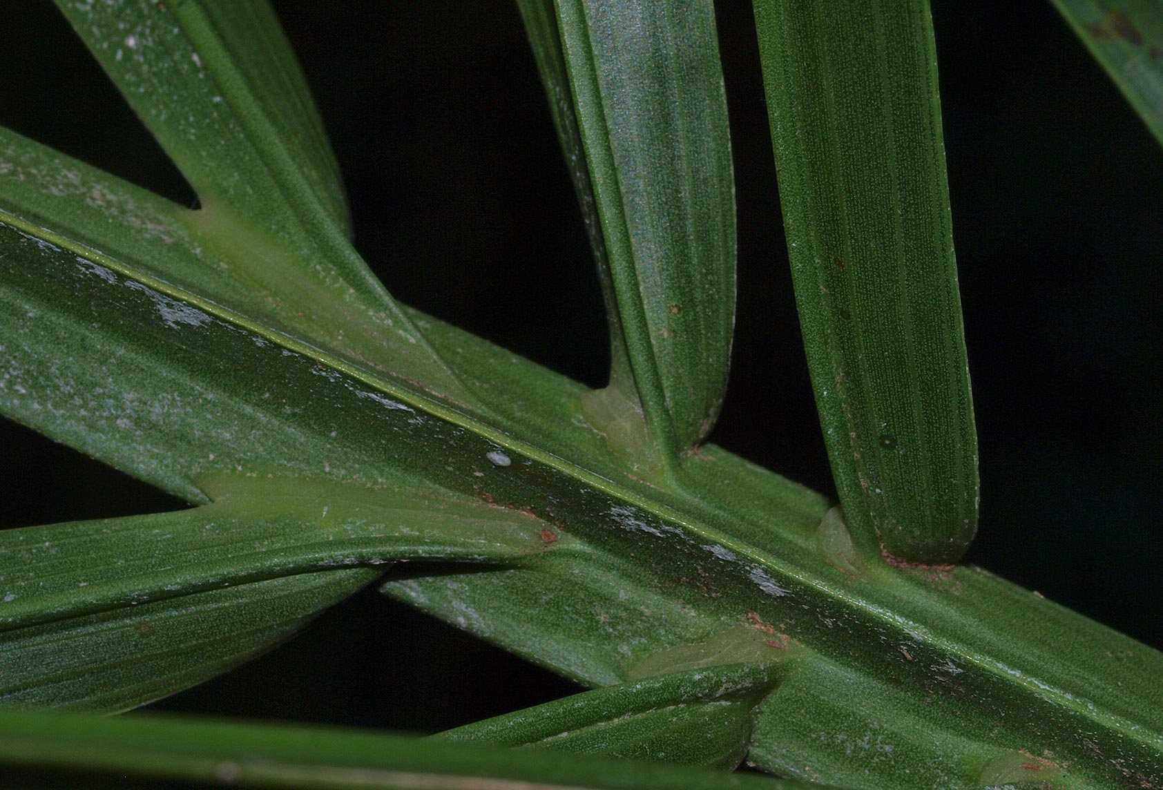   Syagrus romanzoffiana  segment of leaf rachis (adaxial) 