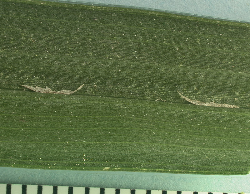   Syagrus romanzoffiana  ramenta on abaxial leaf midrib 