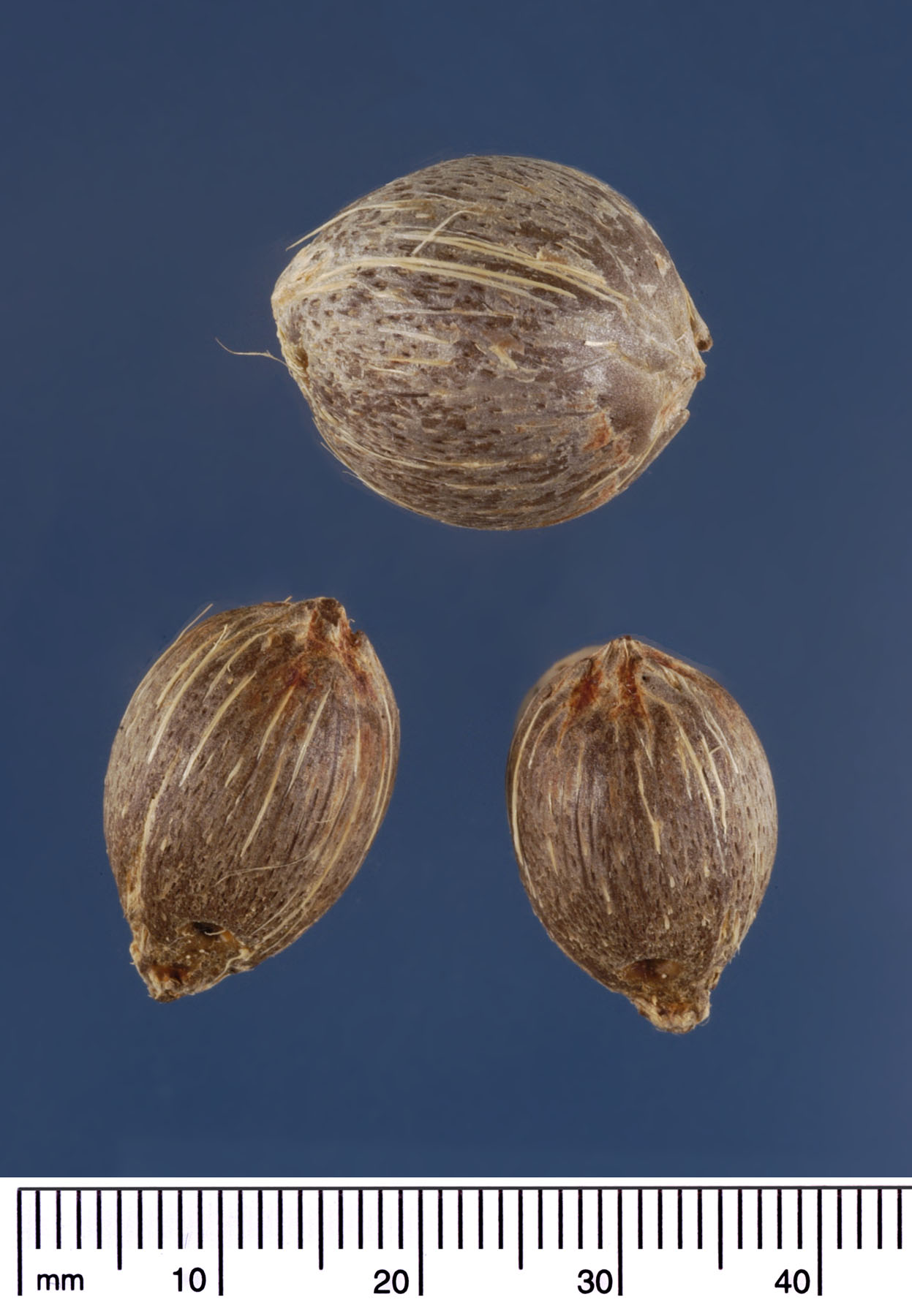   Syagrus romanzoffiana  seeds. Photograph courtesy of Mariana P. Beckman, DPI 