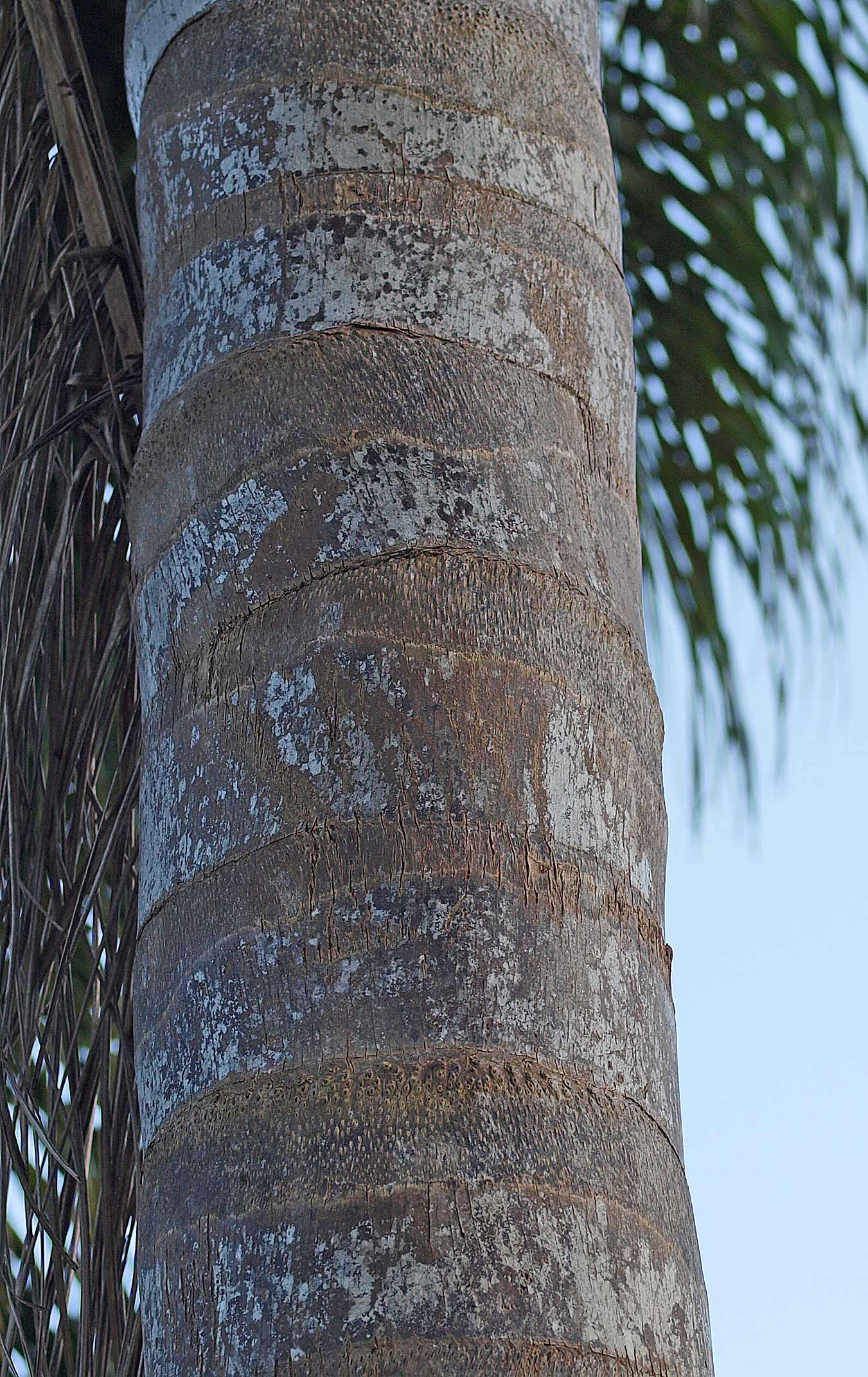   Syagrus romanzoffiana  stem with leaf scars 
