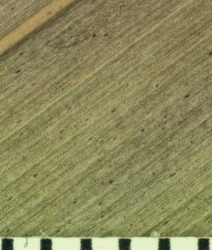  Leucothrinax morrisii  closer view of leaf with white wax and tiny black scales 