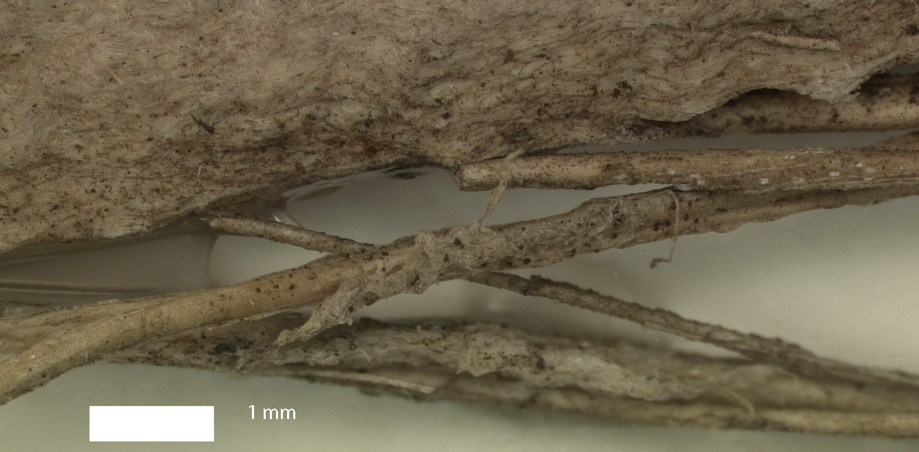   Leucothrinax morrisii  fibres from leaf sheath 
