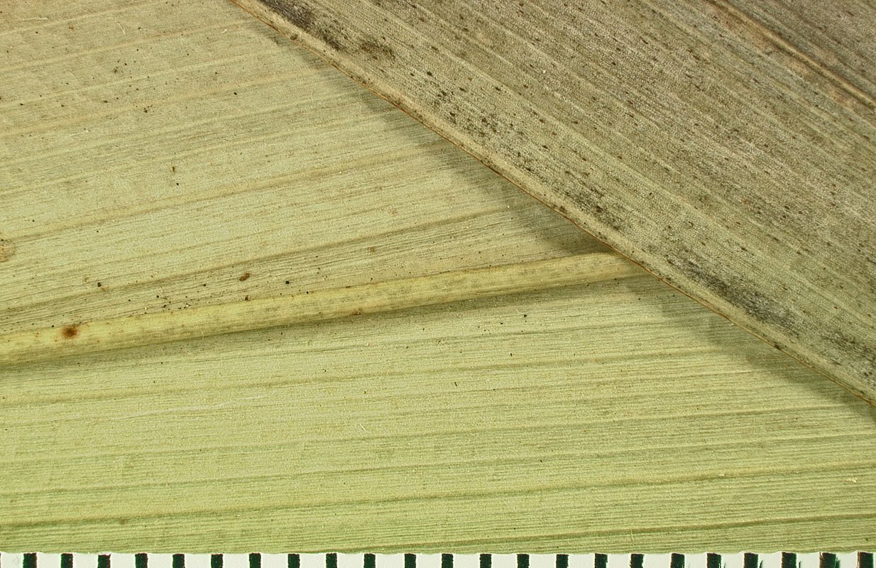   Leucothrinax morrisii  transverse veinlets in leaf segment of dried specimen 