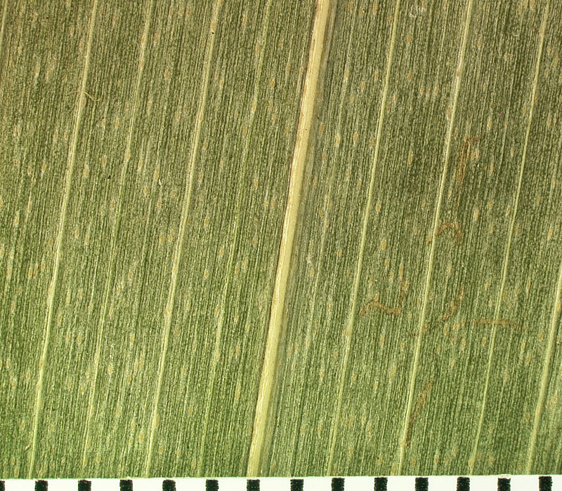   Thrinax radiata  close view of abaxial leaflet segment with midrib and secondary veins 