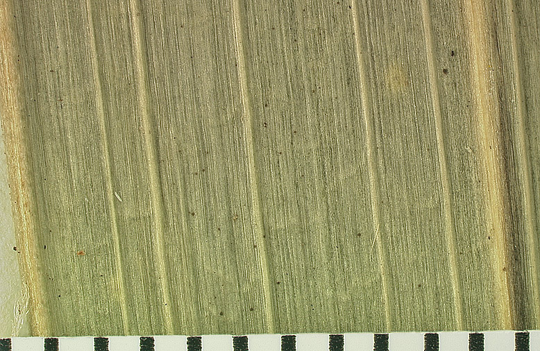   Thrinax radiata  transverse veinlets in leaf segment of dried specimen 