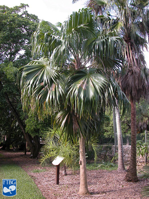   Thrinax excelsa  habit. Photograph courtesy of Fairchild Tropical Botanical Garden, Guide to Palms  http://palmguide.org/index.php  