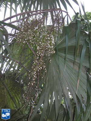   Thrinax excelsa  leaf with fruits. Photograph courtesy of Fairchild Tropical Botanical Garden, Guide to Palms  http://palmguide.org/index.php  