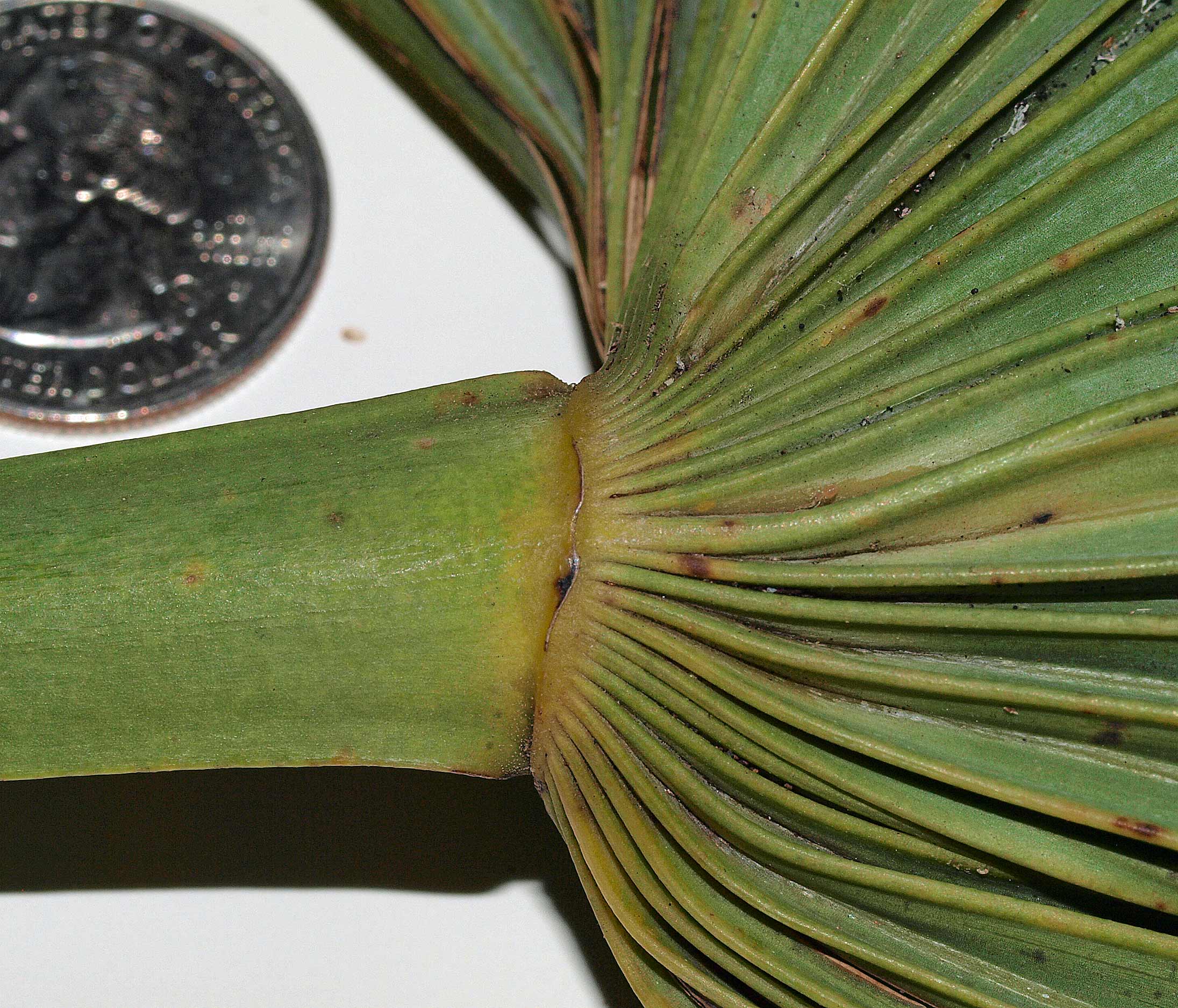   Leucothrinax morrisii  abaxial hastula ridge 
