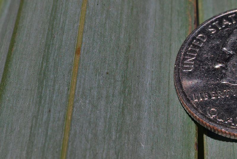   Leucothrinax morrisii  leaf blade with white wax and tiny black scales 