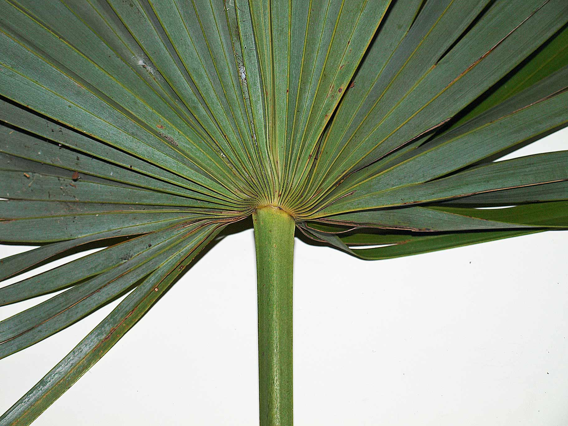   Leucothrinax morrisii  leaf blade with abaxial hastula 