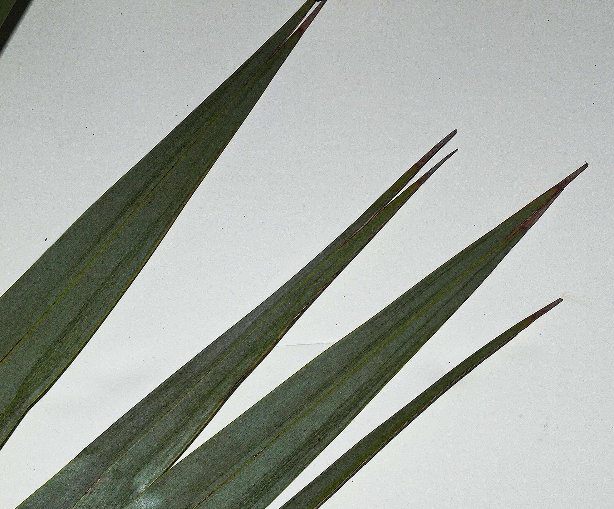   Leucothrinax morrisii  leaf segment tips 