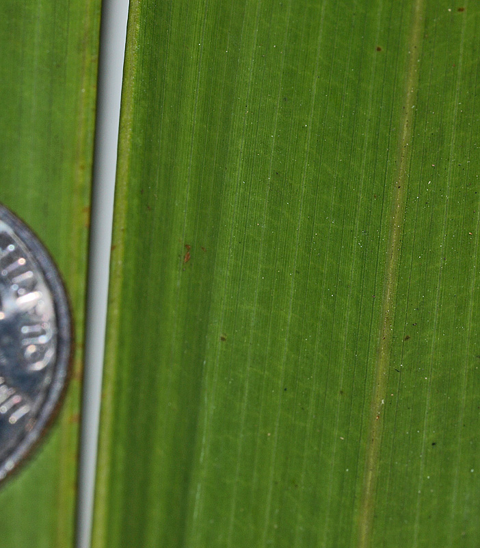   Leucothrinax morrisii  transverse veinlets in leaf segment 