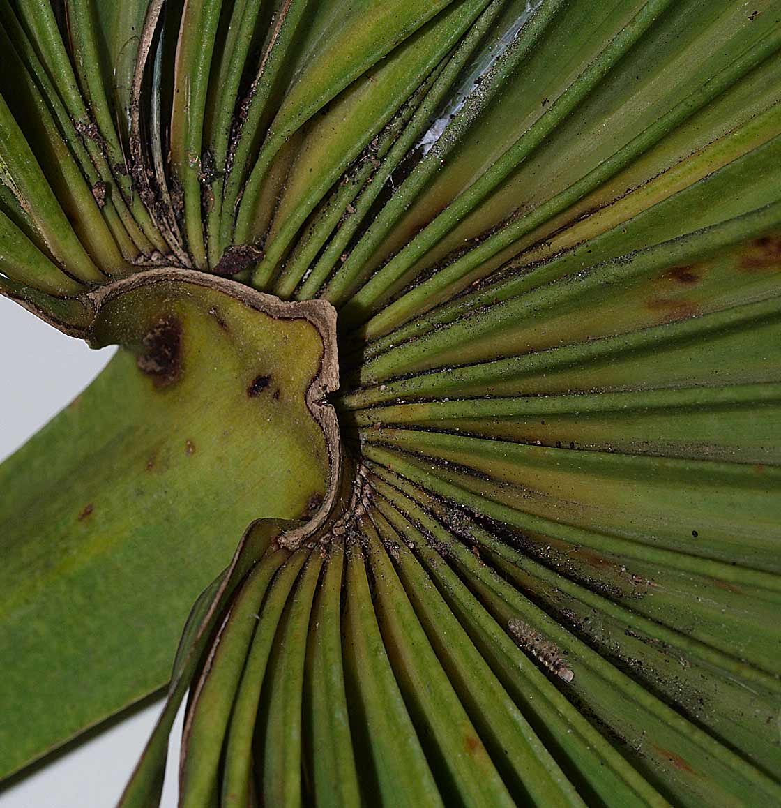   Leucothrinax morrisii  adaxial hastula 