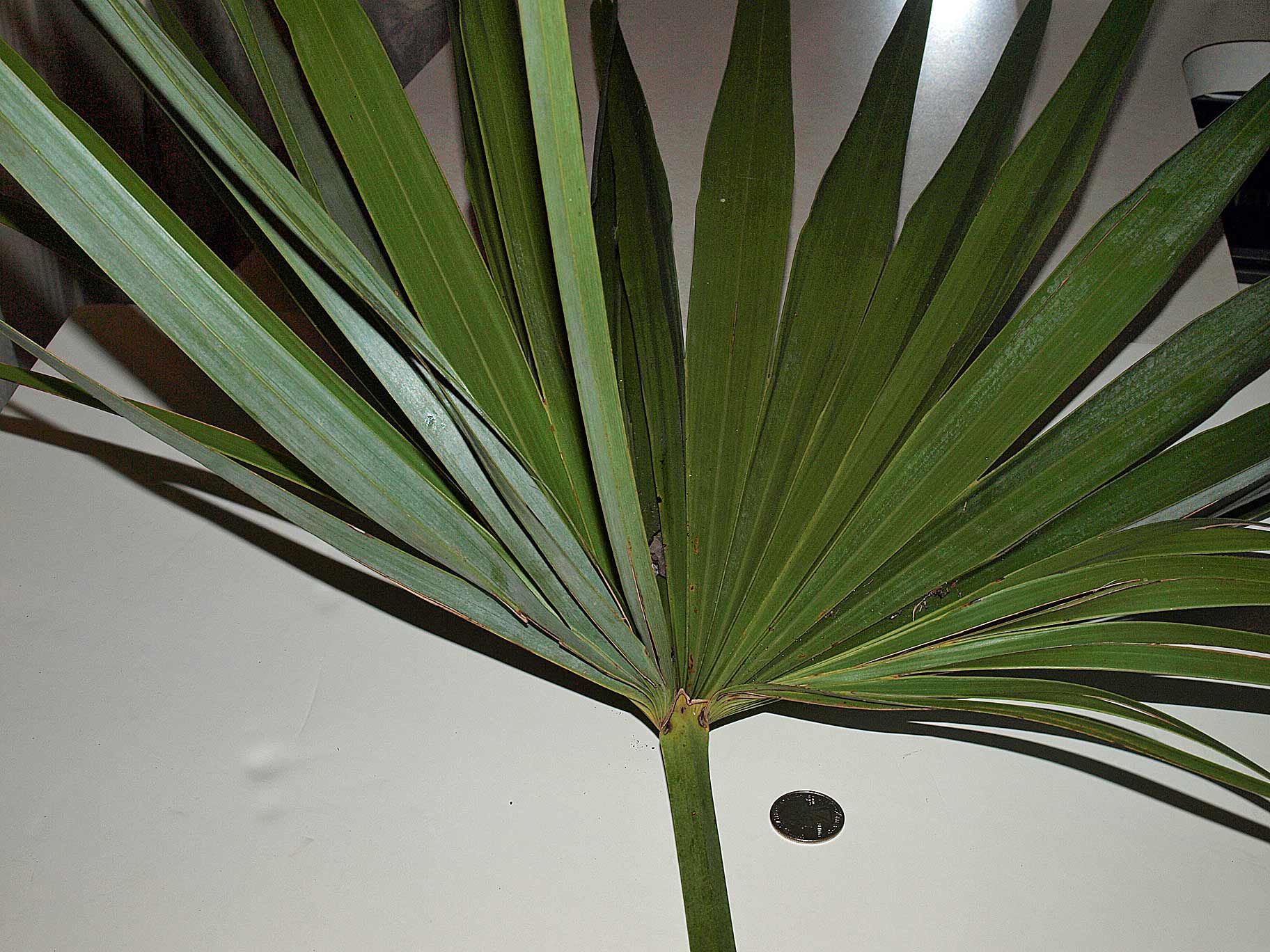   Leucothrinax morrisii  leaf 