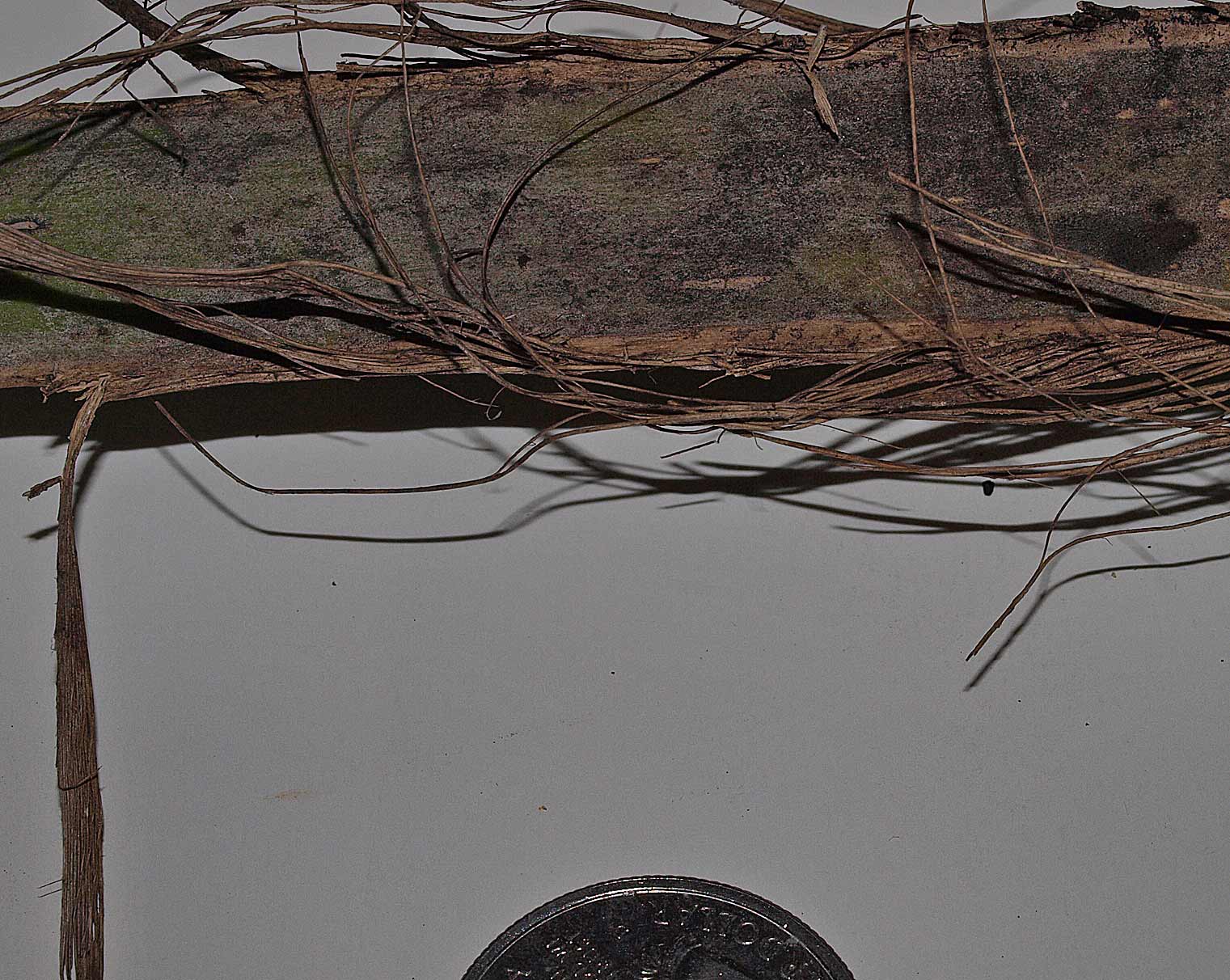   Leucothrinax morrisii  petiole with fibers 