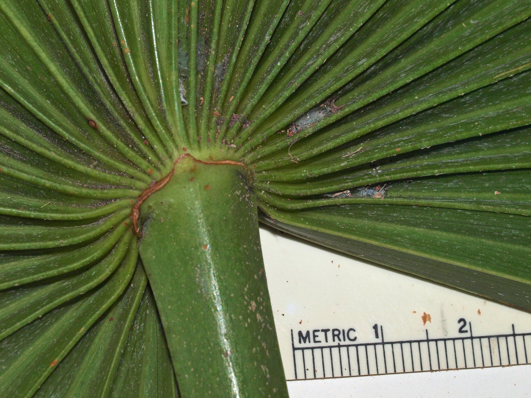  Thrinax radiata  abaxial hastula 