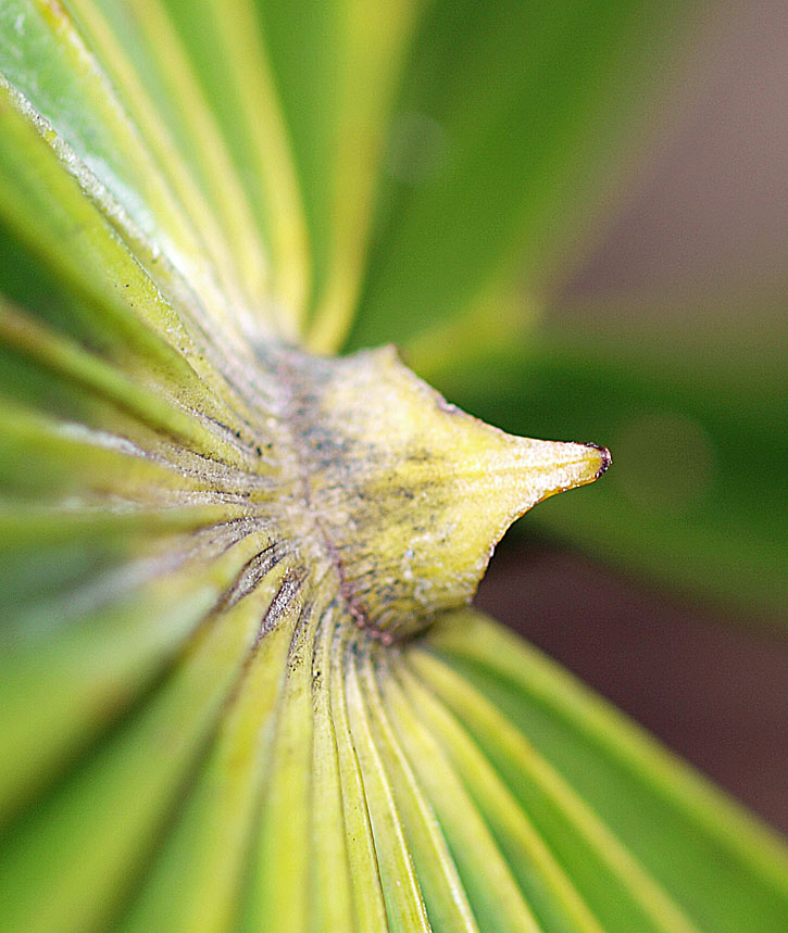   Thrinax radiata  adaxial hastula (view from above) 