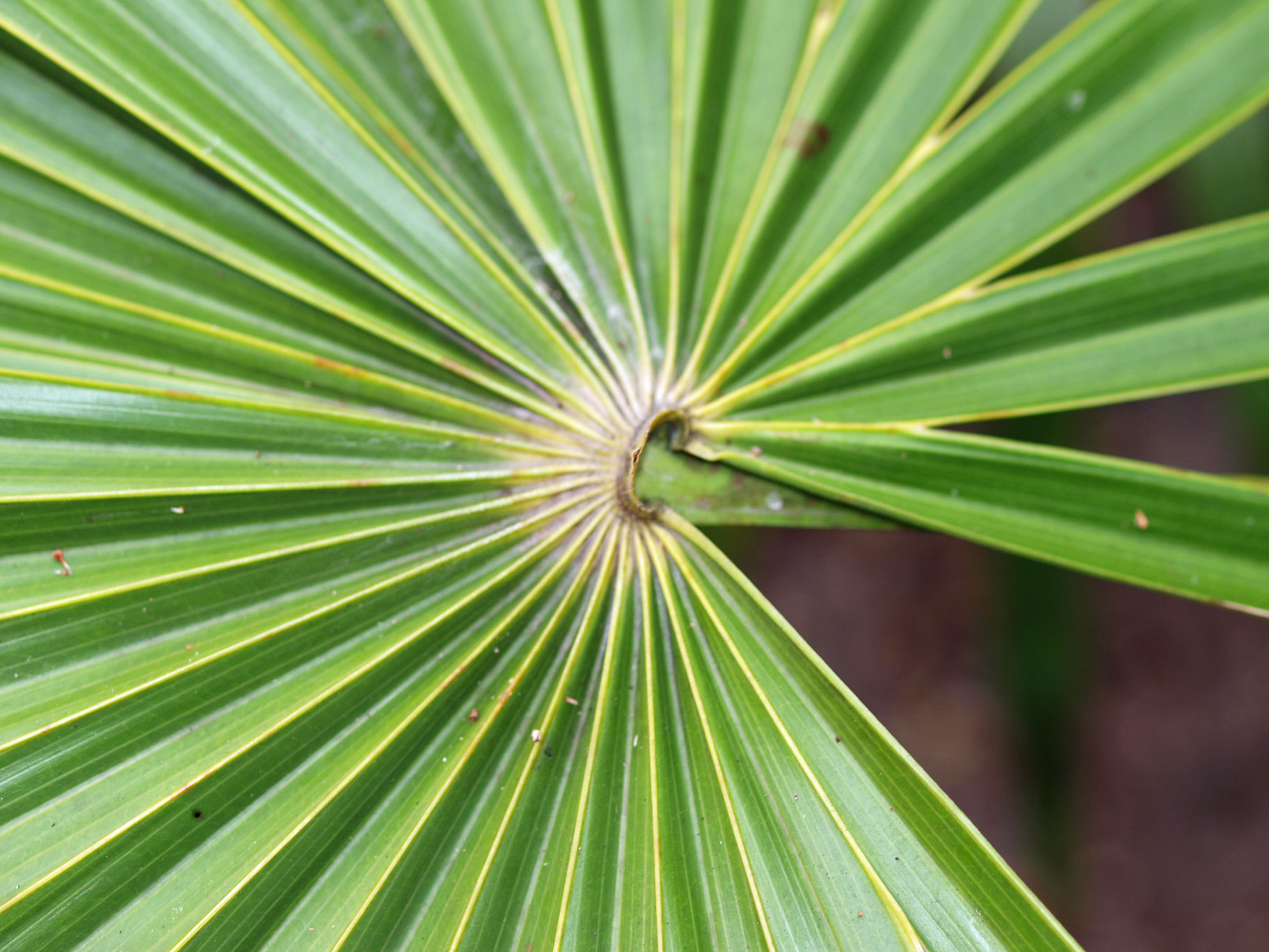   Thrinax radiata  adaxial hastula 