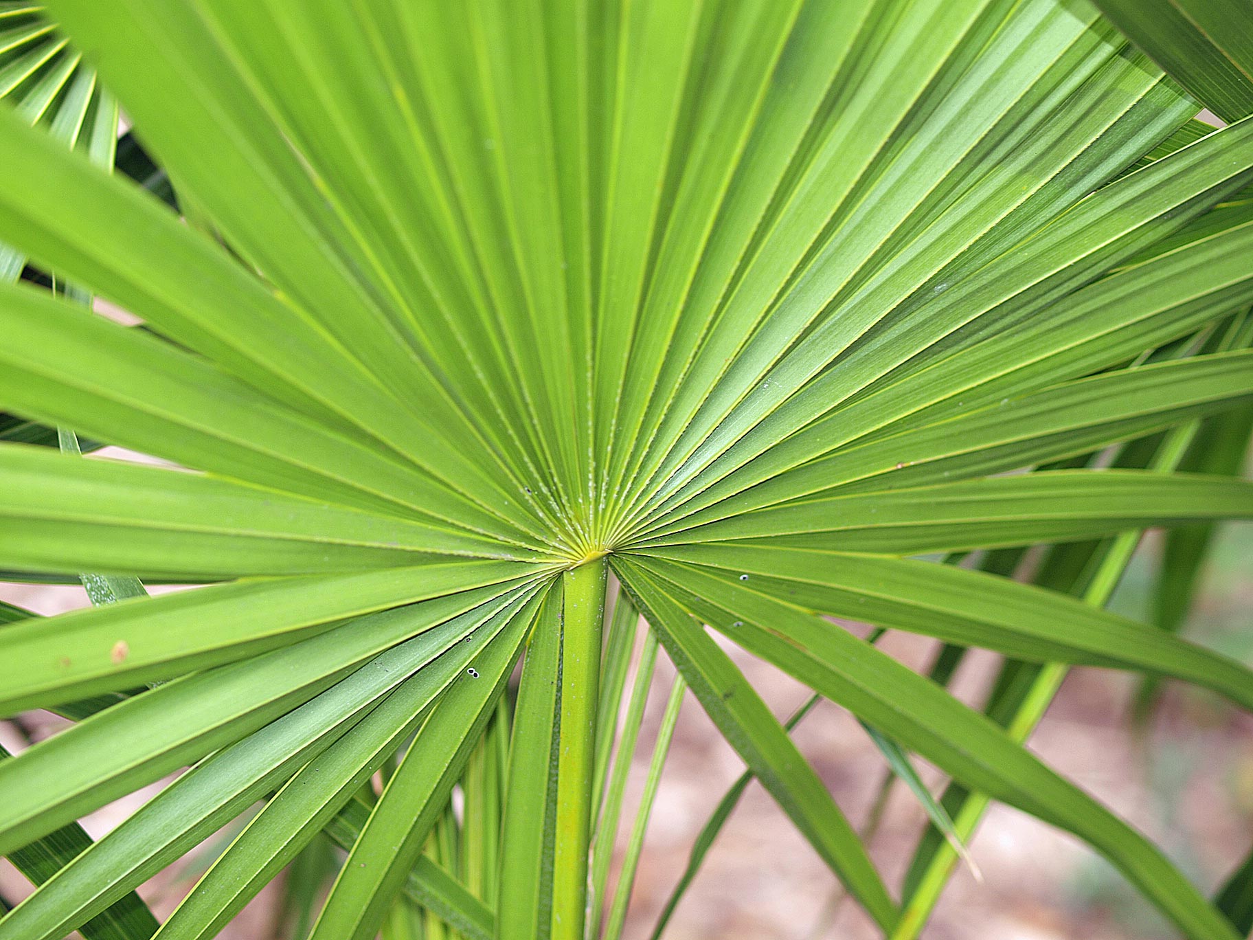  Thrinax radiata  leaf blade 