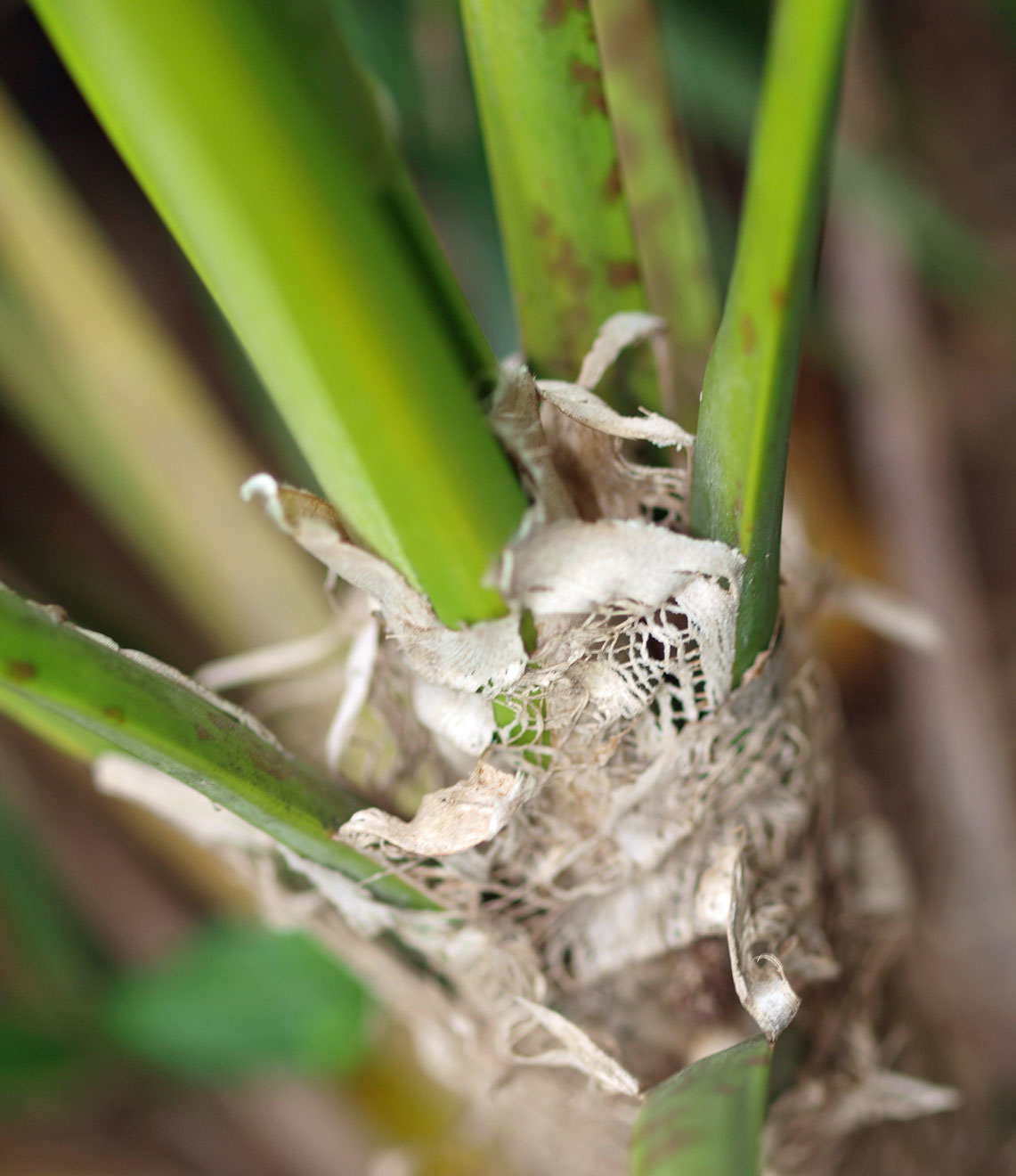   Thrinax radiata  fibers at leaf base 