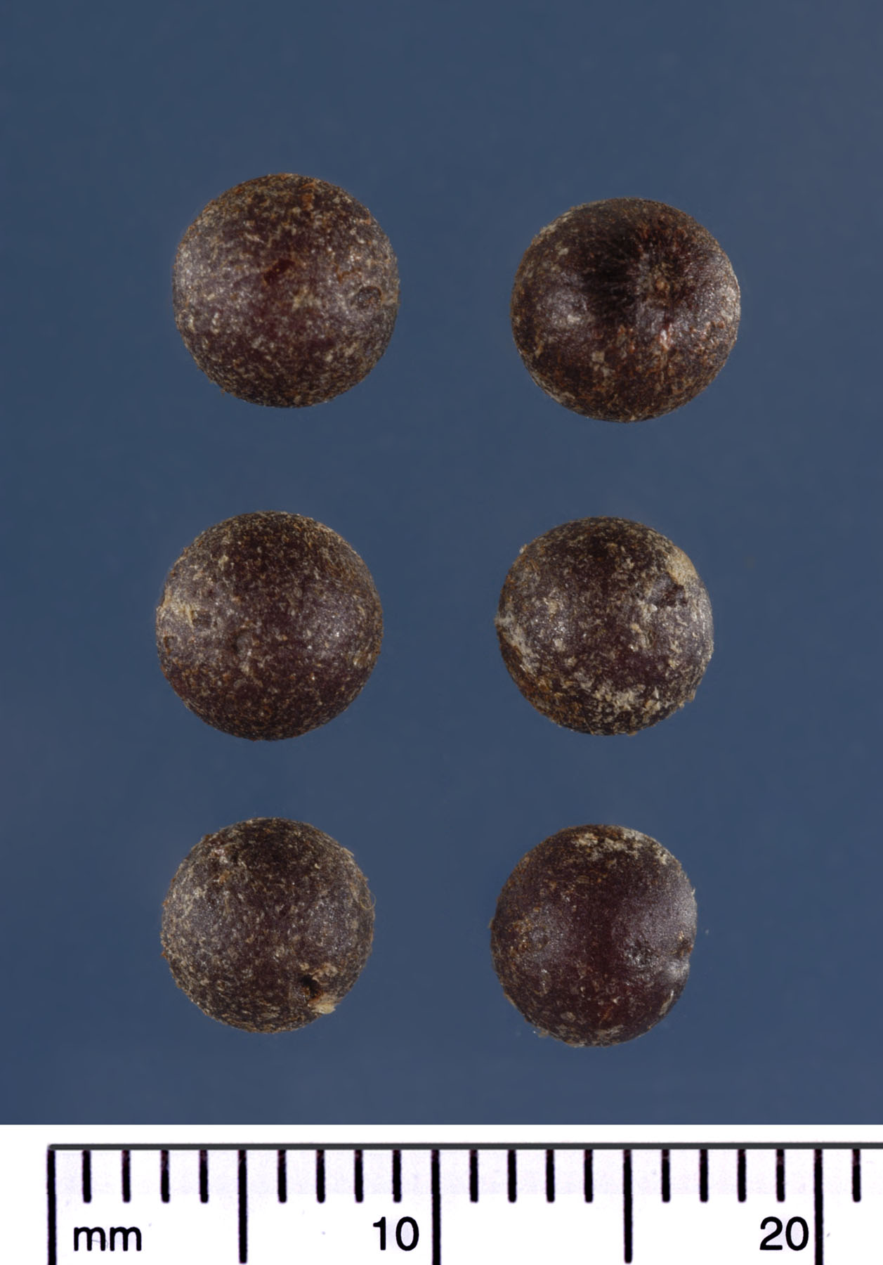   Thrinax radiata  seeds. Photograph courtesy of Mariana P. Beckman, DPI 