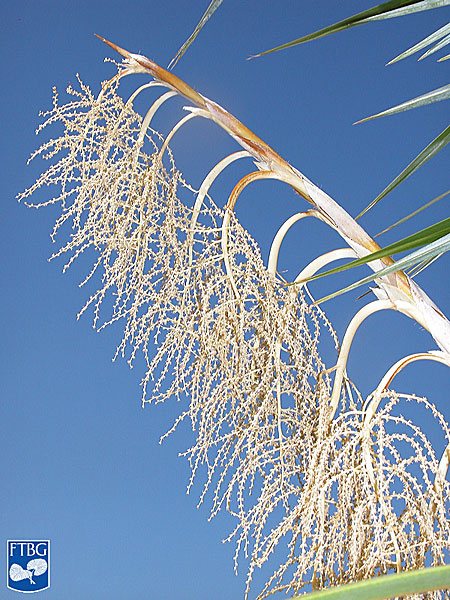   Leucothrinax morrisii  inflorescence. Photograph courtesy of Fairchild Tropical Botanical Garden, Guide to Palms  http://palmguide.org/index.php  