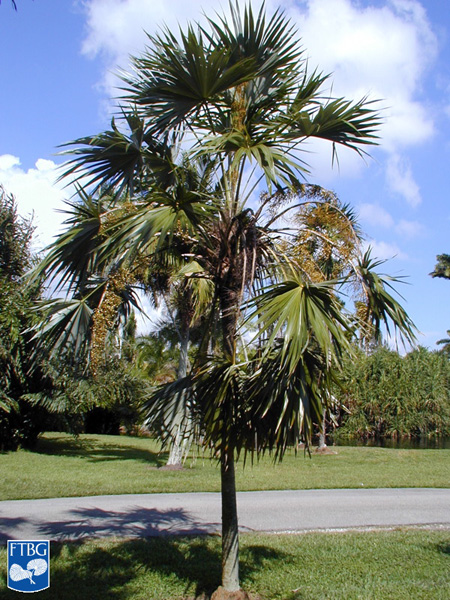   Leucothrinax morrisii  habit. Photograph courtesy of Fairchild Tropical Botanical Garden, Guide to Palms  http://palmguide.org/index.php  