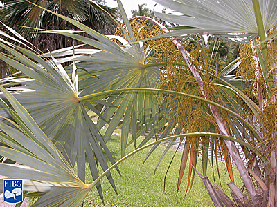   Leucothrinax morrisii  leaves. Photograph courtesy of Fairchild Tropical Botanical Garden, Guide to Palms  http://palmguide.org/index.php  