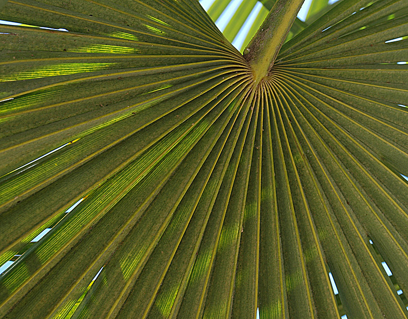   Trachycarpus fortunei  abaxial leaf blade 