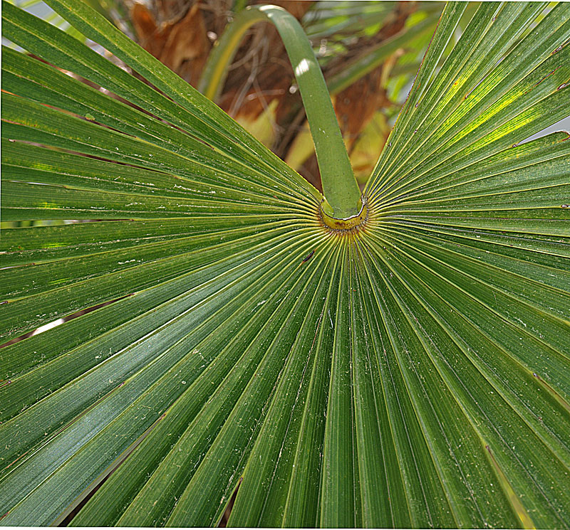   Trachycarpus fortunei  adaxial leaf blade with hastula 