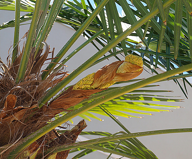  Trachycarpus fortunei  canopy with budding inflorescence 