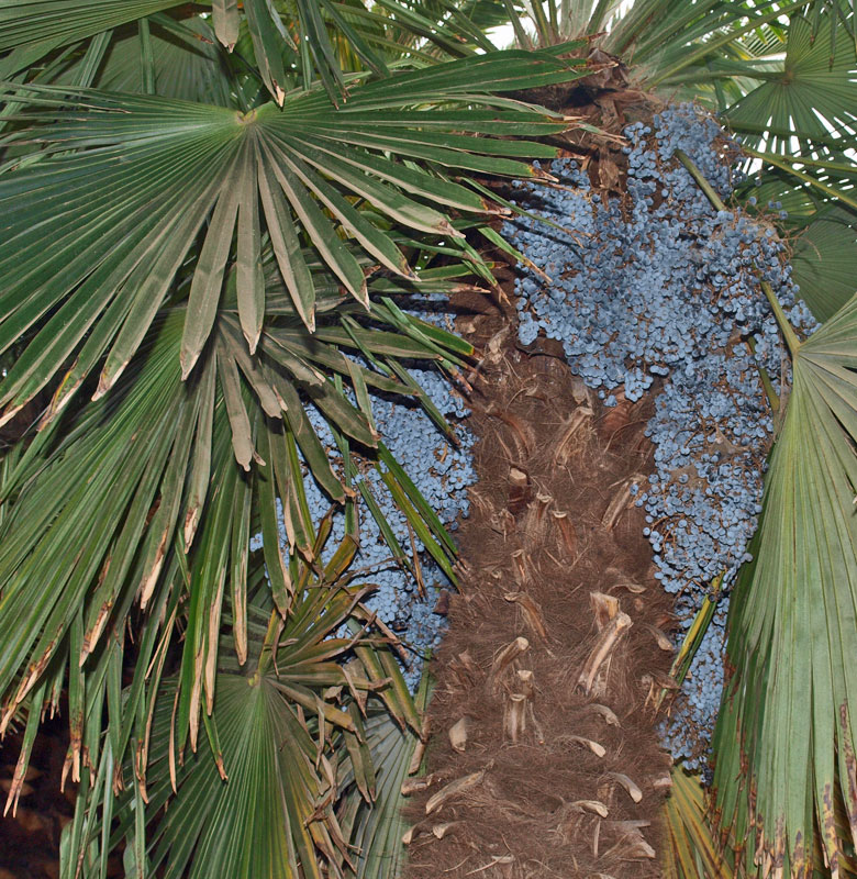   Trachycarpus fortunei  with blue fruit 