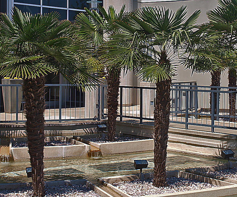   Trachycarpus fortunei  in landscape 