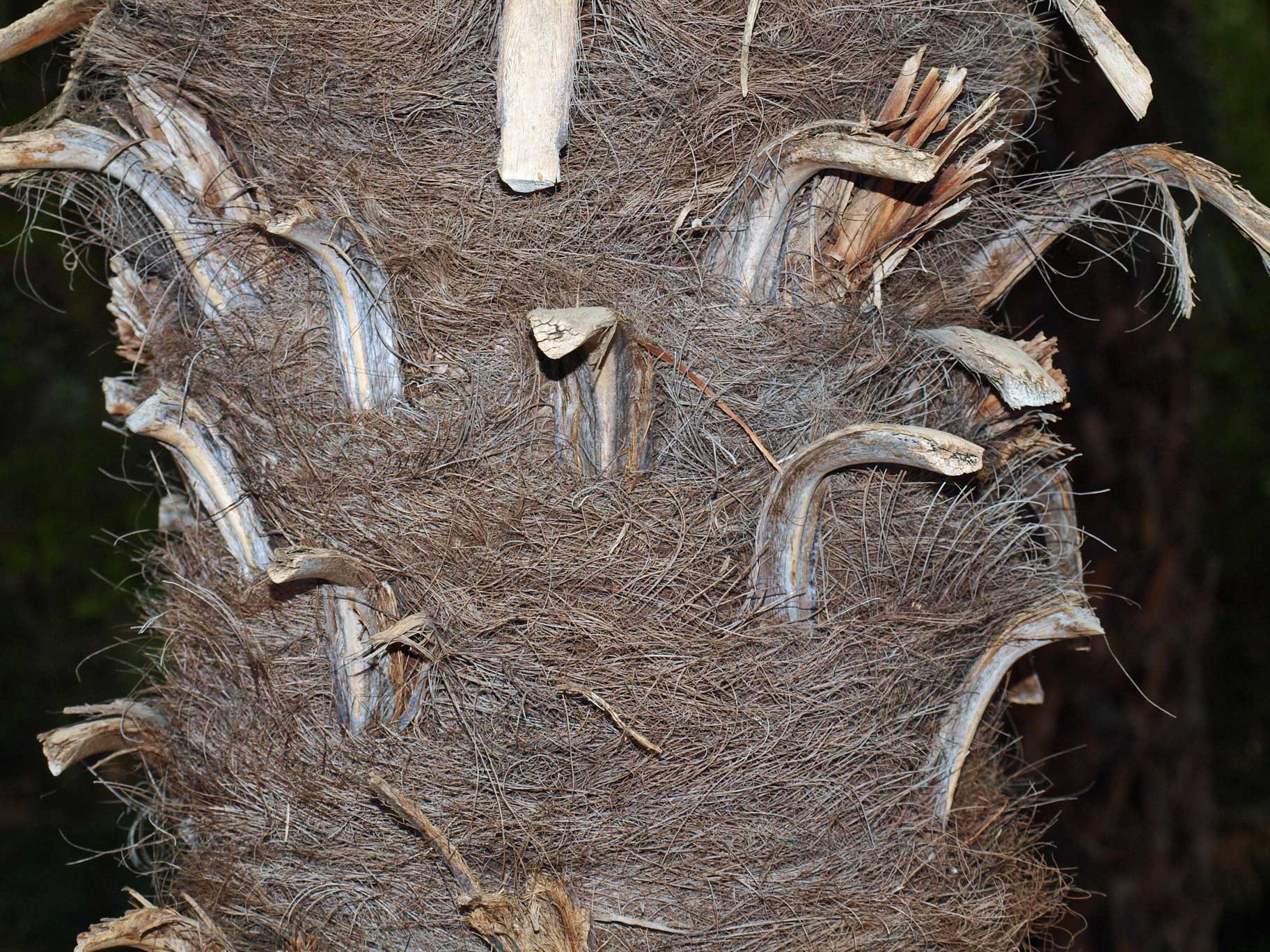  Trachycarpus fortunei  stem 