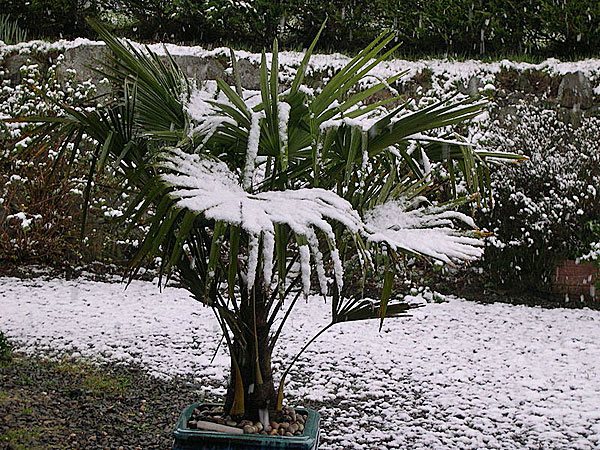   Trachycarpus fortunei  in snow. Photograph courtesy of Peter Clarke, wikimedia. 