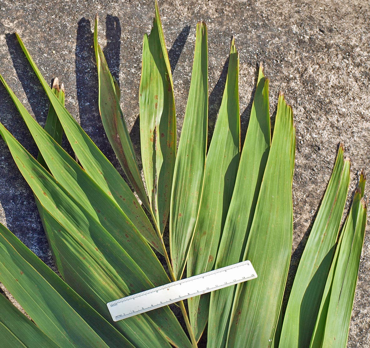  Veitchia arecina  leaf apex 