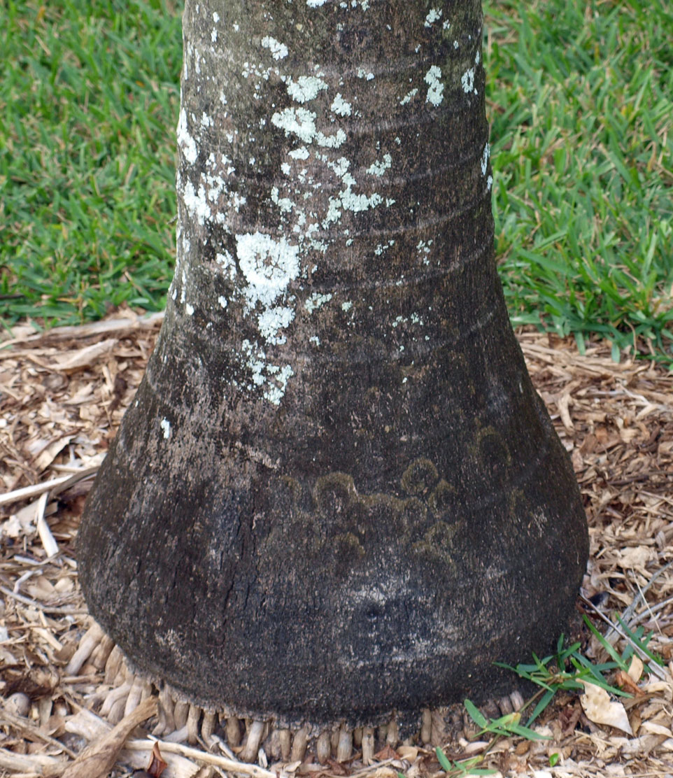  Veitchia arecina  stem base 