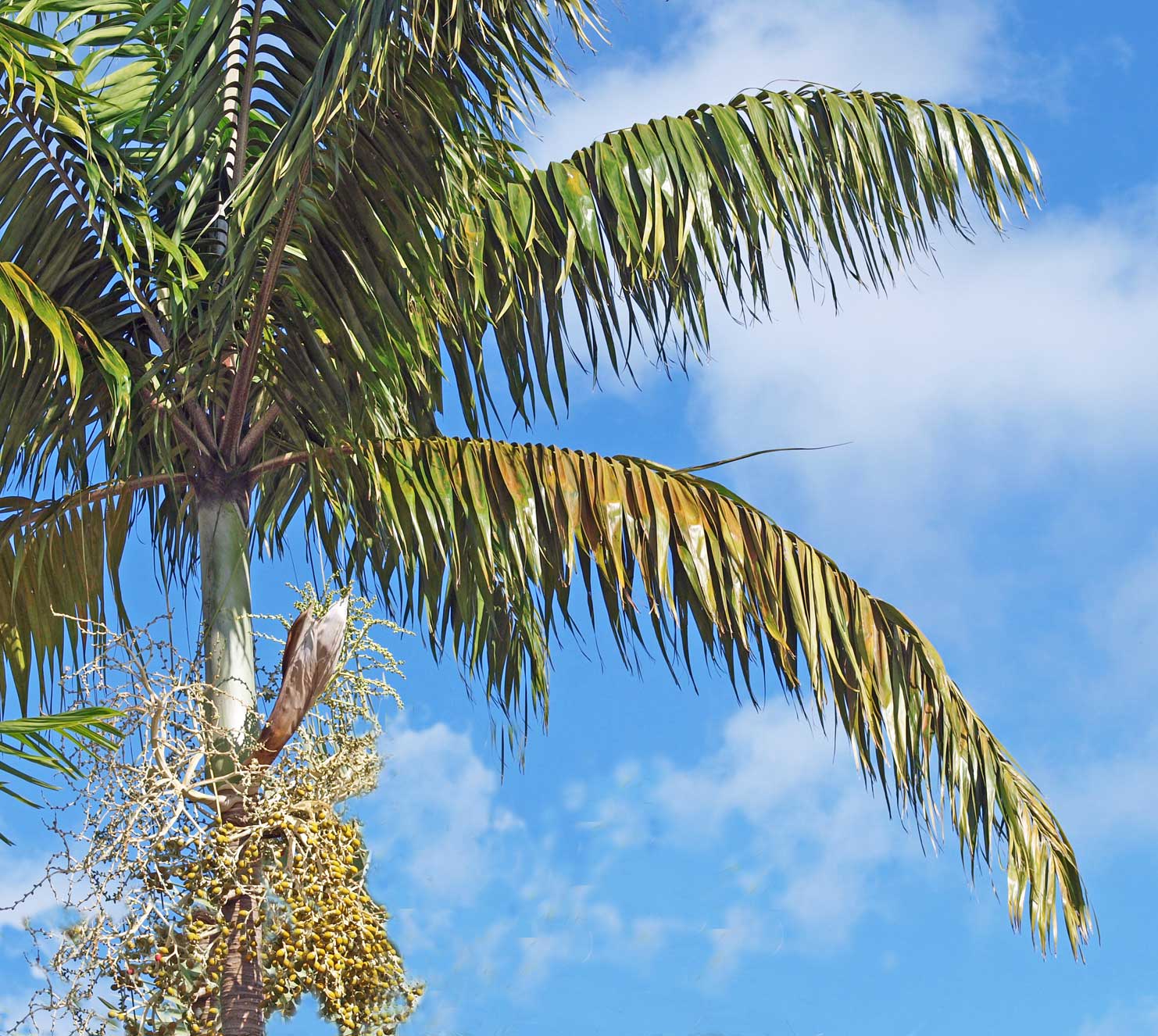   Veitchia arecina  canopy 