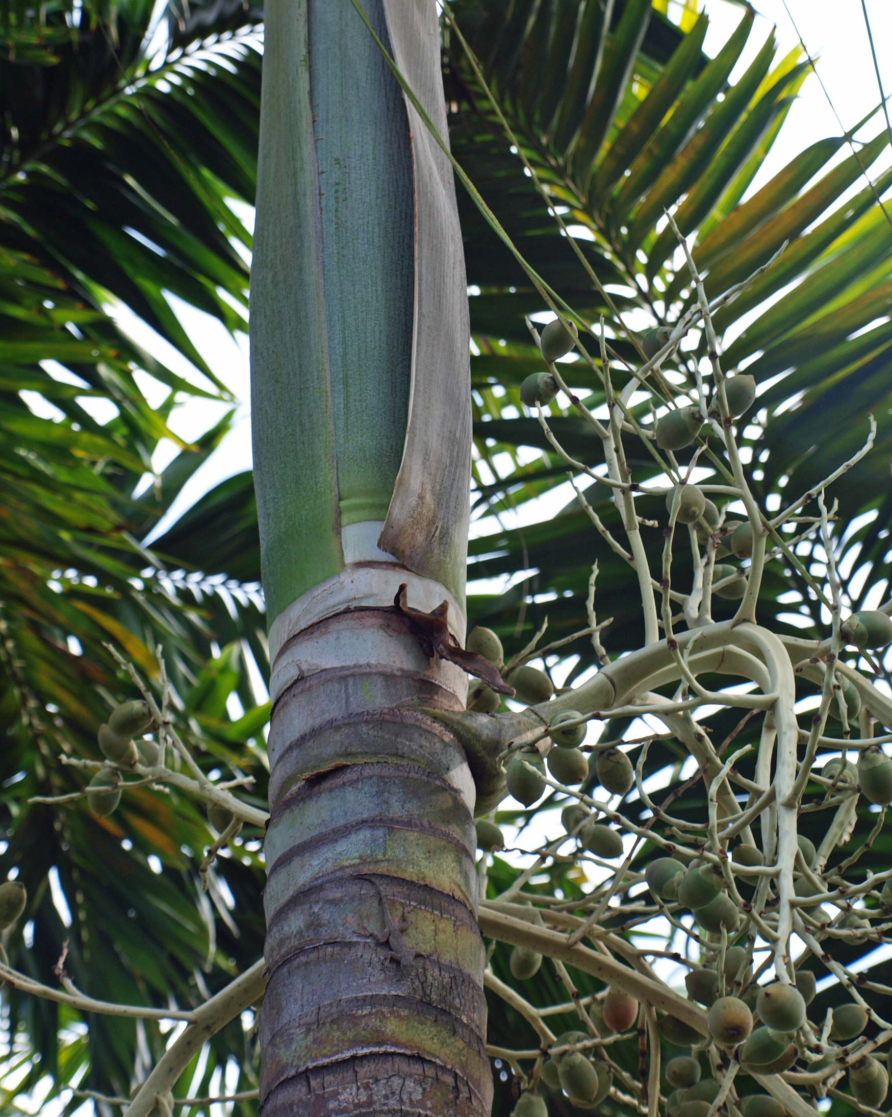   Veitchia arecina  crown shaft 
