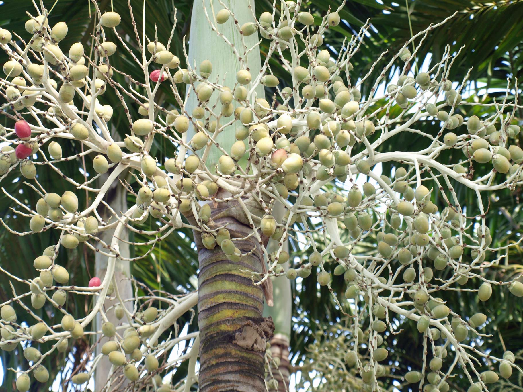   Veitchia arecina  fruit 