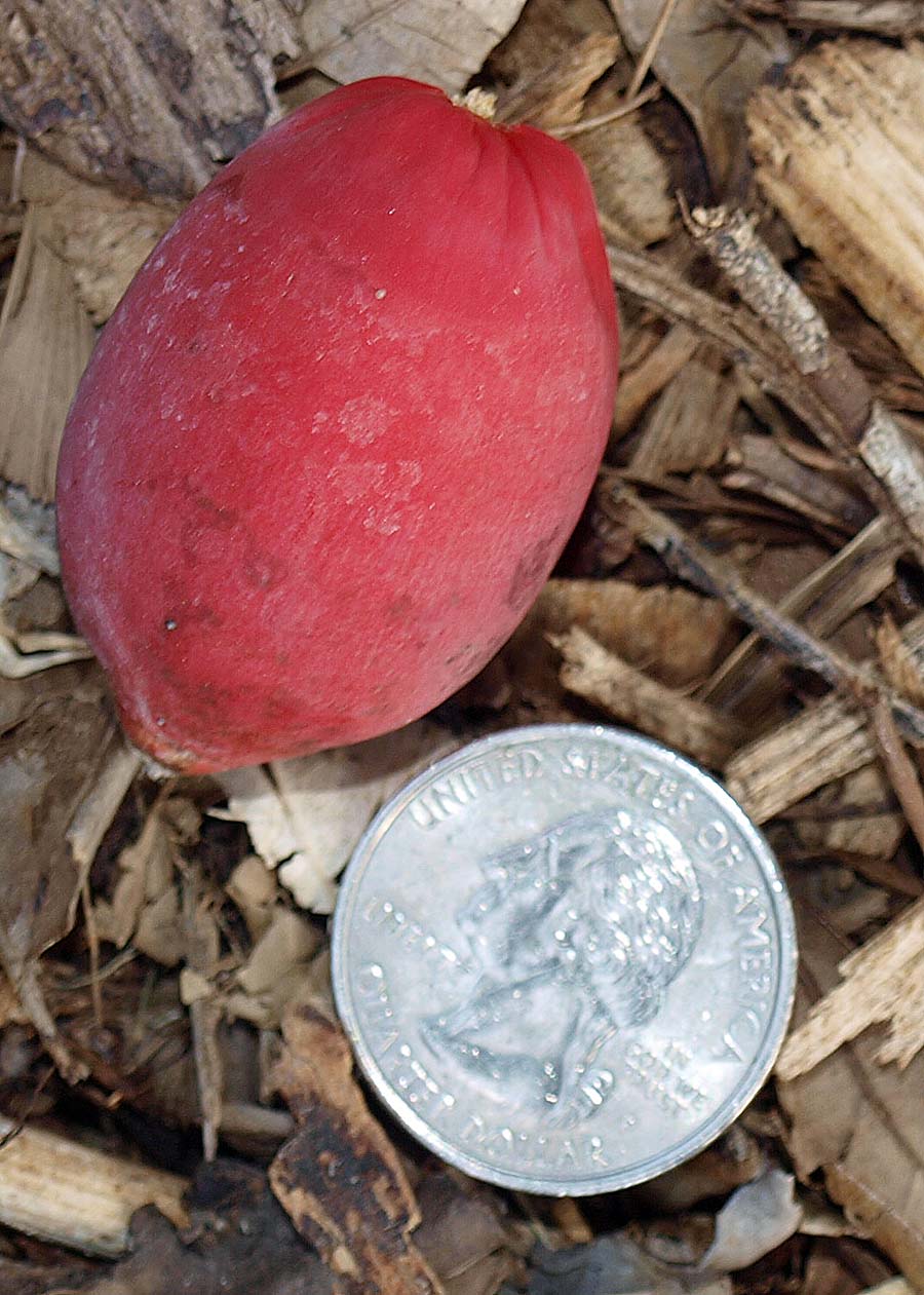   Veitchia arecina ripe  fruit 