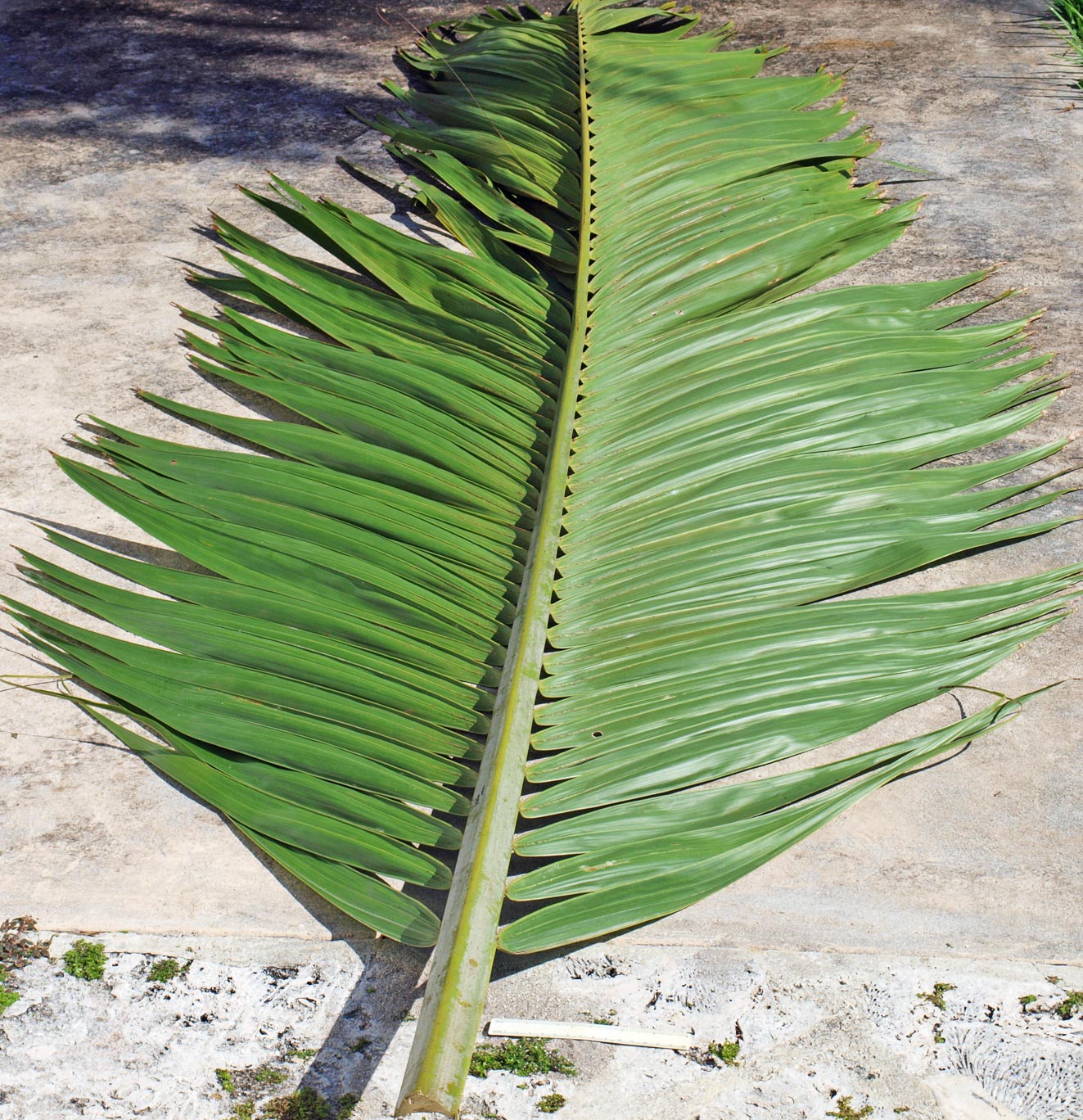   Veitchia arecina  leaf 