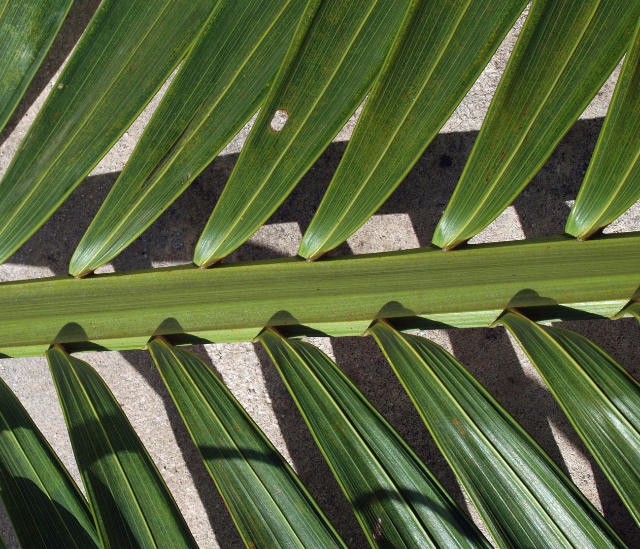   Veitchia arecina  leaf rachis and leaflet attachment 