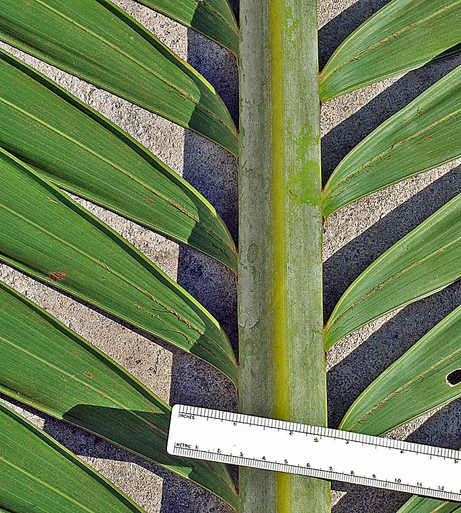   Veitchia arecina  leaf abaxial surface with ramenta 