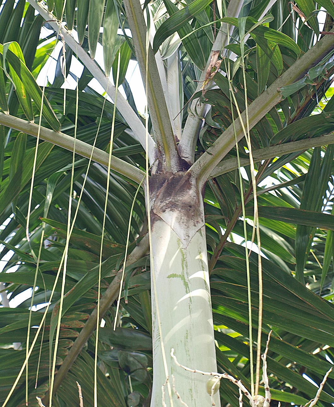   Veitchia arecina  leaves with reins 