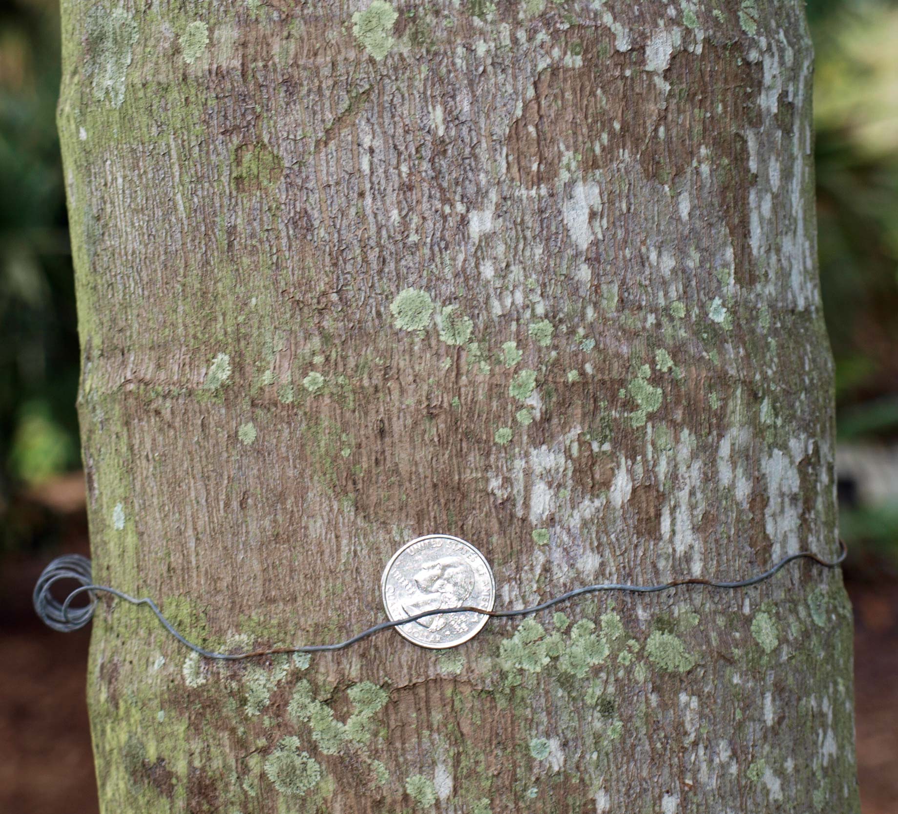   Veitchia arecina  stem with closer view of leaf scar rings 