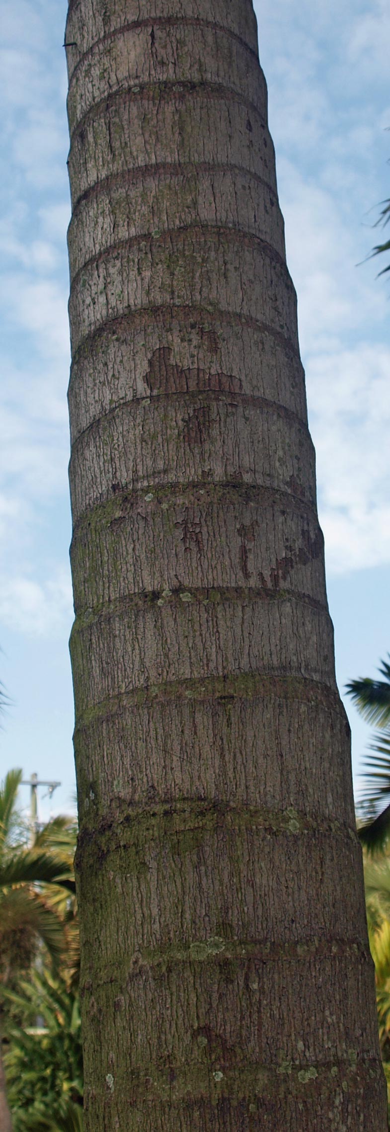   Veitchia arecina  stem with leaf scar rings 