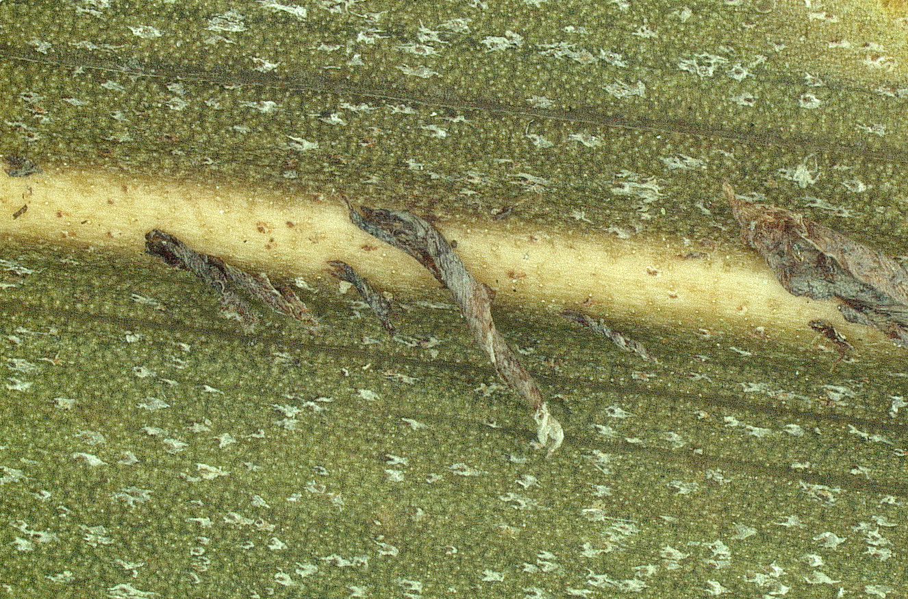   Veitchia arecina  leaf abaxial surface with ramenta (closer view of dried specimen) 
